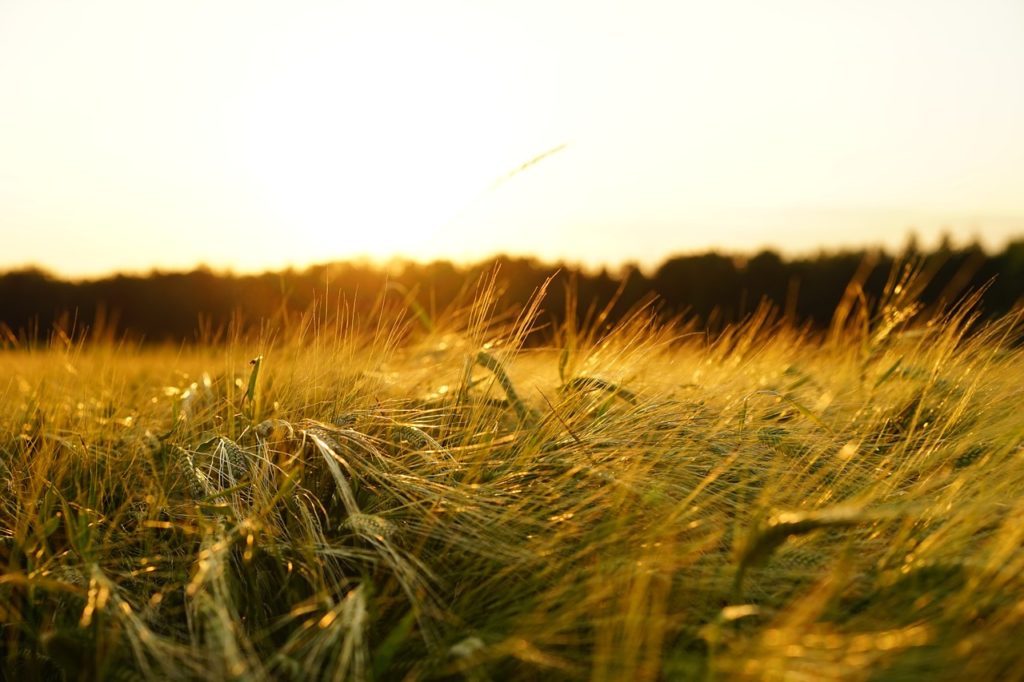 Farming Barley